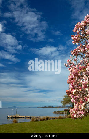 Albero di magnolia in fiore e il lago Taupo, Braxmere, Tokanuu, vicino Turangi, Isola del nord, Nuova Zelanda Foto Stock