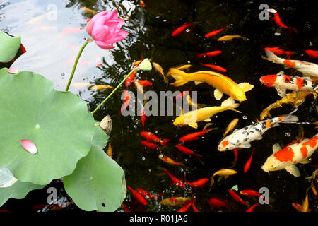Lotus goldfish Foto Stock