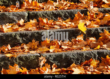 La piena immagine di frame con caduti autunno foglie di acero outdoor in una scala. Foto Stock