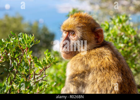 Adulto maschio macaco scimmia seduta sulle rocce di segnali Hill, parte della Rocca di Gibilterra, British territorio di oltremare, Gibilterra. Foto Stock