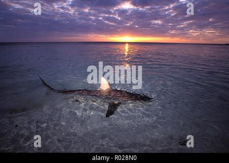 Lo squalo Blacktip, Carcharhinus limbatus, Bahamas, Oceano Atlantico Foto Stock