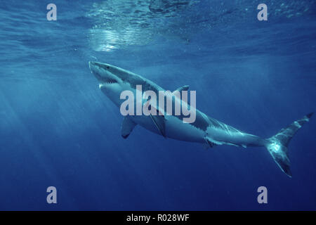 Squalo bianco, Carcharhodon carcharias, è trovato in tutto il mondo . Uno dell'oceano di alto livello di predatori, si nutre di mammiferi marini . Uno dei pochi squali Foto Stock