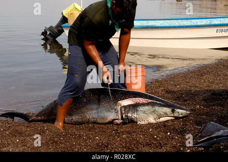 Shark alettatura, squalo mako, Isurus oxyrinchus, Mare di Cortez, Messico Foto Stock