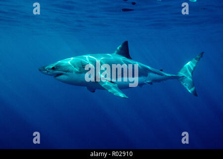 Squalo bianco, Carcharhodon carcharias, è trovato in tutto il mondo . Uno dell'oceano di alto livello di predatori, si nutre di mammiferi marini . Uno dei pochi squali Foto Stock