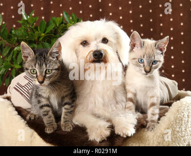 Cane maltese e gattini, 10 settimane di età, seal tabby point e black tabby, seduti insieme Foto Stock
