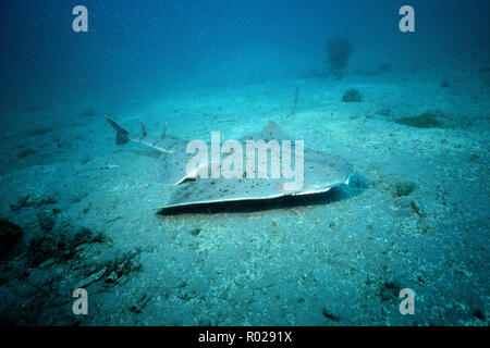 Pacific squali angelo, Squatina californica, si trova nel Pacifico orientale . Essi sono di solito sepolta nella sabbia, dove essi attendere per ambush una piccola fi Foto Stock