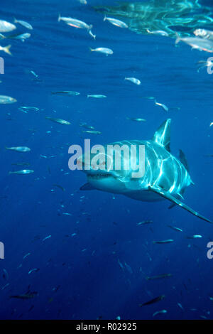 Squalo bianco, Carcharhodon carcharias, è trovato in tutto il mondo . Uno dell'oceano di alto livello di predatori, si nutre di mammiferi marini . Uno dei pochi squali Foto Stock