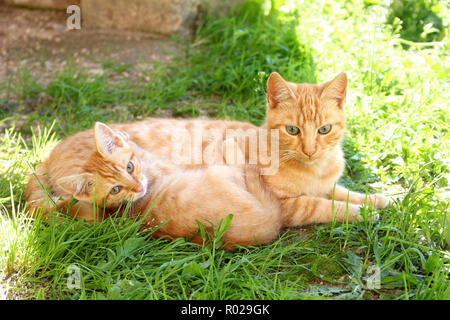 Lo zenzero cat e zenzero gattino giacente in erba Foto Stock