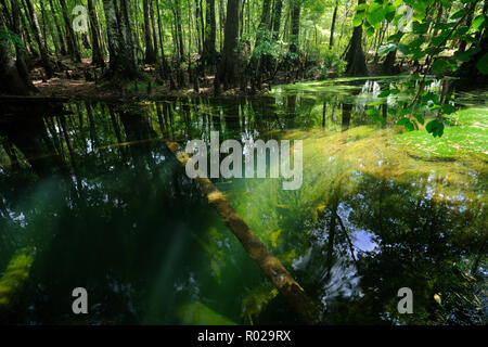 Dissipatore Chickenbranch, North Florida Foto Stock