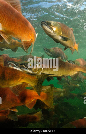 Rosso Salmone, Oncorhynchus nerka, Il Salmone Kokanee, East River, Colorado Foto Stock