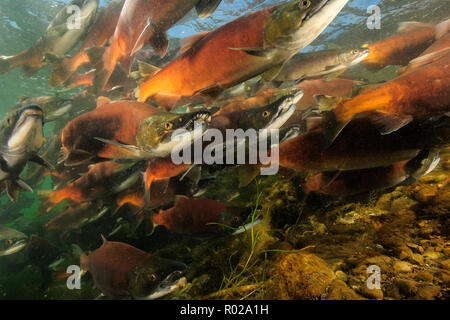 Rosso Salmone, Oncorhynchus nerka, Il Salmone Kokanee, East River, Colorado Foto Stock