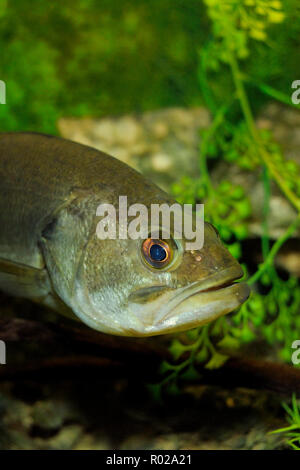 Largemouth bass, micropterus salmoides, Florida Foto Stock