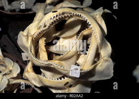 Shark ganasce per la vendita in un negozio di curiosita' Foto Stock