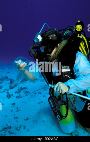 Cameraman utilizzare la più recente in high-tech, misti di ricircolo dei gas di tecnologia per raccogliere gli animali marini, Figi, Oceano Pacifico Foto Stock