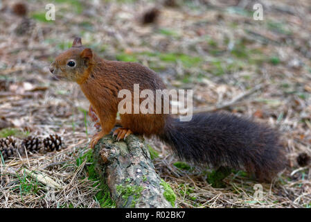 Eurasian scoiattolo rosso - Sciurus vulgaris sul terreno Foto Stock