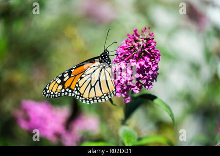 Farfalla monarca, Danaus plexippus, alimentando il Butterfly bush fiori, Buddleja o Buddleie durante la migrazione del sud in ottobre.Wichita, Kansas, STATI UNITI D'AMERICA Foto Stock