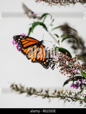 Maschio farfalla Monarch, Danaus plexippus, alimentazione su Buddleja o Buddleie durante la migrazione meridionale in ottobre.Wichita, Kansas, Stati Uniti Foto Stock