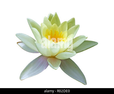 Fiore bianco del giglio di acqua in un stagno Foto Stock