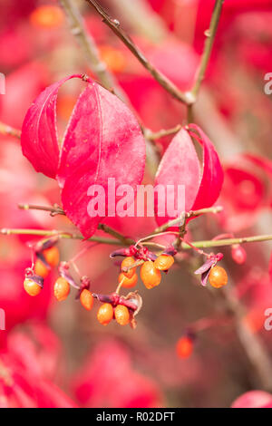 Primo piano delle bacche di un roveto ardente, Euonymus alatus. Kansas, Stati Uniti d'America. Foto Stock