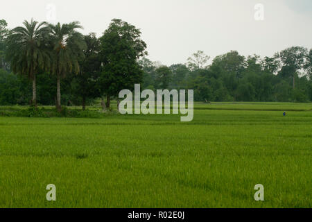 Campo di risone all'interno del progetto REMA Kalenga Wildlife Sanctuary si trova a Chunarughat nel quartiere Habiganj in Bangladesh. È il paese più grande del naturale Foto Stock