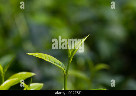 Le foglie di tè a Srimangal. Moulvibazar, Bangladesh. Foto Stock