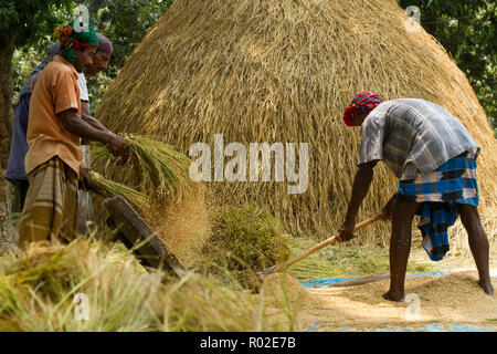 Gli agricoltori la trebbiatura del riso paddy. Dinajpur, Bangladesh. Foto Stock