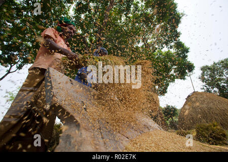 Gli agricoltori la trebbiatura del riso paddy. Dinajpur, Bangladesh. Foto Stock