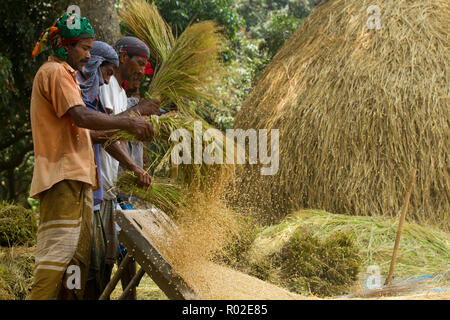 Gli agricoltori la trebbiatura del riso paddy. Dinajpur, Bangladesh. Foto Stock