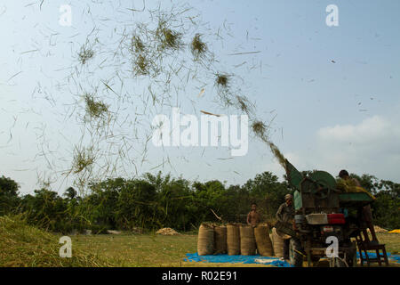 Gli agricoltori la trebbiatura del riso paddy. Dinajpur, Bangladesh. Foto Stock