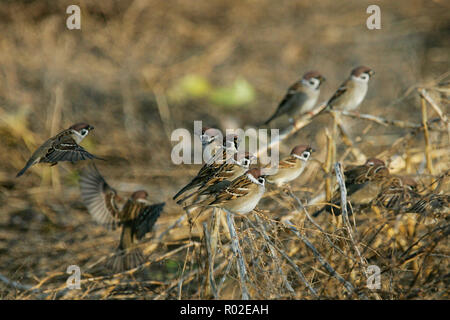 Tree Sparrow (Passer montanus), Adulto nella siepe, Germania Foto Stock