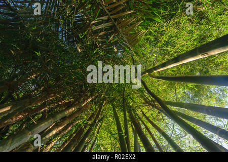 La vista dal suolo di verde e bambù grandi tronchi di alberi nella foresta pluviale con fascio di Sun Foto Stock