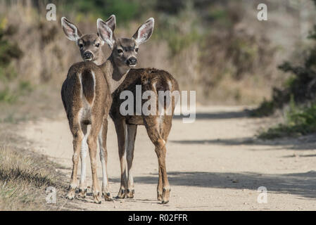 Nero-tailed deer (Odocoileus hemionus columbianus), una coppia di giovani cervi stick unitamente al punto Reyes, California, Stati Uniti d'America. Foto Stock