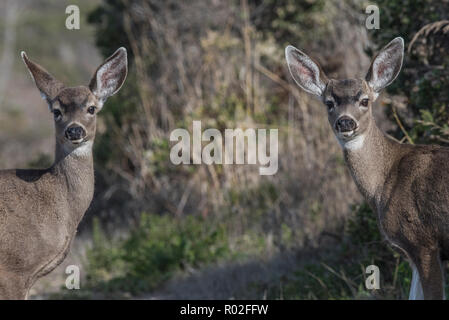 Nero-tailed deer (Odocoileus hemionus columbianus), una coppia di giovani cervi stick unitamente al punto Reyes, California, Stati Uniti d'America. Foto Stock