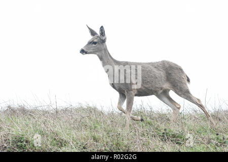 Il nero Tailed Deer (Odocoileus hemionus columbianus) è una sottospecie del mulo cervo, questi sono stati fotografati in un nebbioso pomeriggio in Pt Reyes. Foto Stock