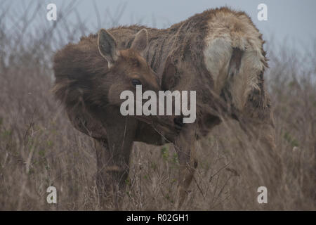 Una femmina di tule elk (Cervus canadensis nannodes) graffiare un prurito su un nebbioso pomeriggio in Pt Reyes National Seashore in California. Foto Stock