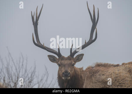 Un grande maschio tule elk (Cervus canadensis nannodes) guardando la telecamera e mostrare la sua impressionante rack di corna. Foto Stock