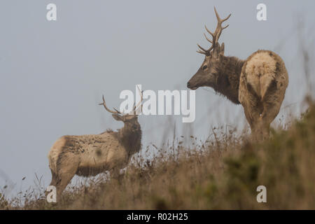 Una coppia di tule elk (Cervus canadensis nannodes) su un pendio erboso guardando ogni altro. Fotografato in Pt Reyes National Seashore, California. Foto Stock