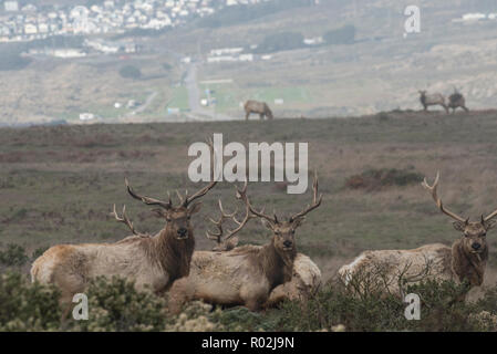 Tule elk (Cervus canadensis nannodes) una sottospecie endemica di California una volta è andato quasi estinte, oggi possono essere facilmente visto al Pt. Reyes, CA. Foto Stock