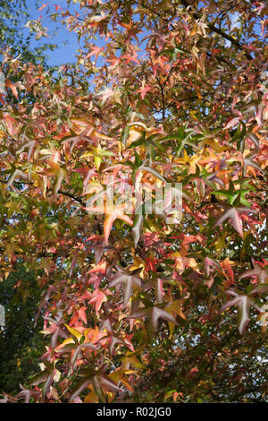 Liquidambar styraciflua 'Variegata' le foglie in autunno Foto Stock