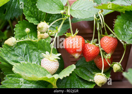 Fragaria x ananassa. Fragola Portola della frutticoltura in una pentola di terracotta. Foto Stock