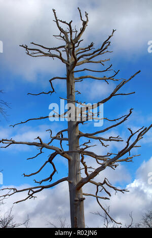 Dead albero secco senza corteccia. Più a nord delle foreste in Europa sono colpiti dal ferro e acciaio di opere, appassimento di alberi di pino e gli incendi boschivi. Lapponia Foto Stock