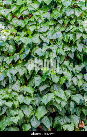 Hedera helix, noto come edera comune o in inglese Ivy, una famosa pianta di giardino. Foto Stock