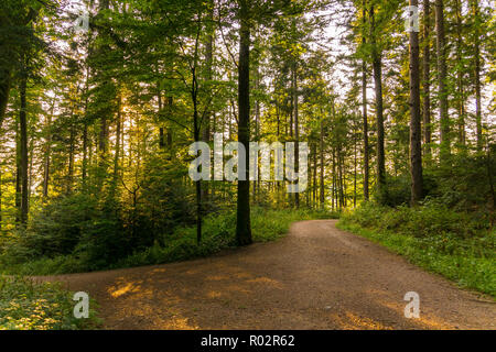 Germania, Foresta sentiero escursionistico in golden ore di luce della stagione autunnale Foto Stock