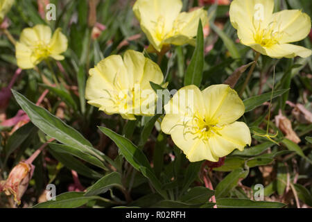 Oenothera fiori. Foto Stock