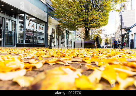 Foglie di autunno, caduto foglie di autunno, lascia sul terreno, foglie cadute a terra, foglie di autunno sul terreno, Harrogate Yorkshire Regno Unito Inghilterra, foglie di autunno Foto Stock