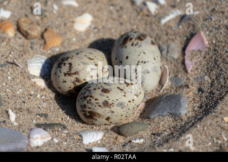 Tre non tratteggiata fraticello (Sternula albifrons) uova in un raschiare nella sabbia al Gronant, il Galles del nord. Prese sotto licenza. Foto Stock