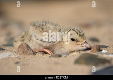 Un fraticello pulcino (Sternula albifrons) mimetizzato nella sabbia a Gronant, il Galles del Nord. Foto scattata sotto licenza NRW. Foto Stock