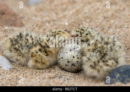 Una coppia di fraticello pulcini (Sternula albifrons) e un uovo non tratteggiata in un nido sulle sabbie a Gronant, il Galles del nord. Foto scattata sotto licenza Foto Stock