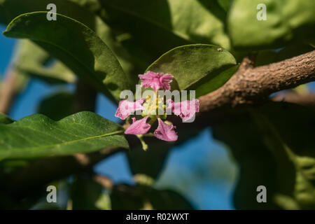 Fiore di acerola albero da frutta, Malpighia emarginata, Foto Stock