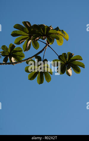 Foglie su la fine di un ramo di albero riduttore laterale (peltata Cecropia) nella foresta pluviale Atlantica, Parana, Brasile Foto Stock